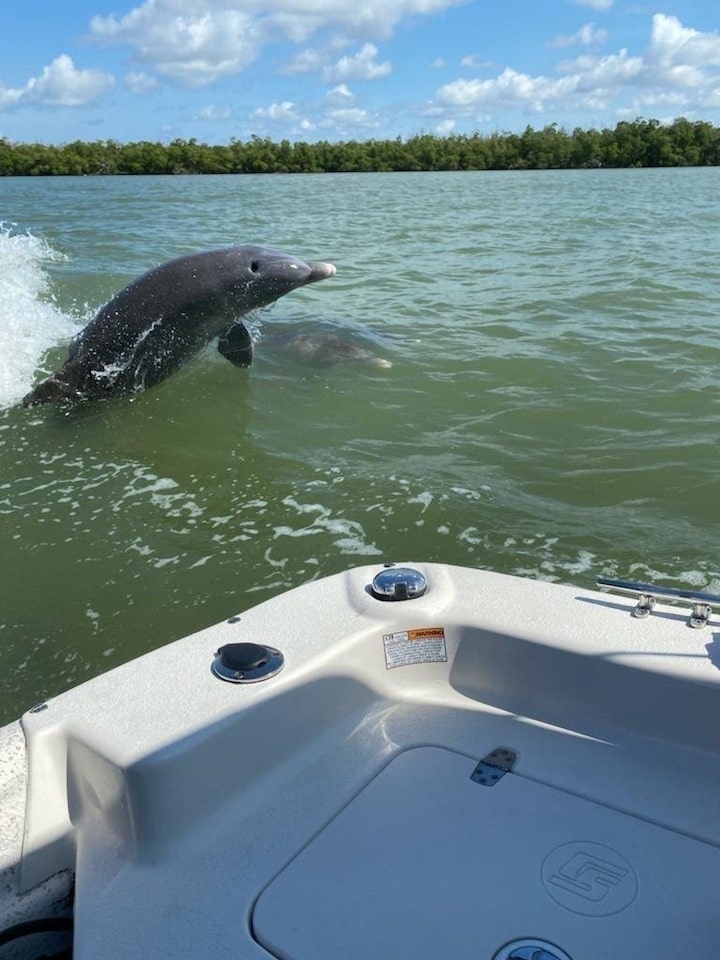 Naples Dolphin Boat Tour